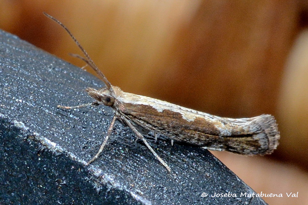 Eteroceri del mese di aprile, dal confino